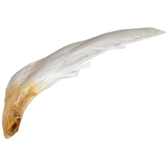 Husí brk k ometání včelích rámků 