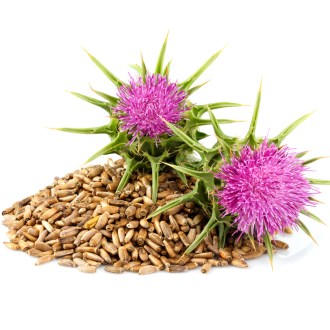 Ostropestřec mariánský  - 0,5 kg