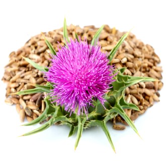 Ostropestřec mariánský  - 0,5 kg