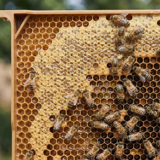 Celoplastový rámek r.m. 39x24 - termoplast - žlutý