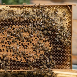 Celoplastový rámek r.m. 39x24 - termoplast - žlutý