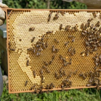 Celoplastový rámek r.m. 39x24 - termoplast - žlutý