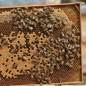 Celoplastový rámek r.m. 39x24 - termoplast - žlutý