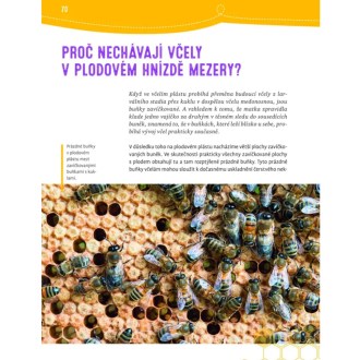 Proč se včelám potí nohy a poslouchají kolenem - Jürgen Tautz