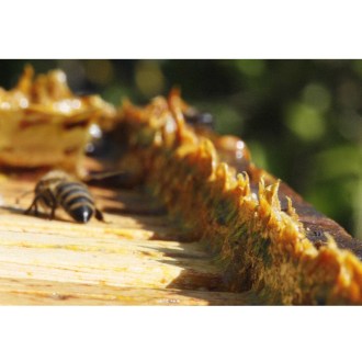 Propolis surový - 20g PLEVA