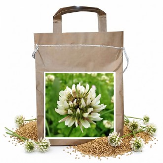 Jetel plazivý JURA - 1 kg