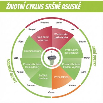 Past na asijské sršně VespaCatch